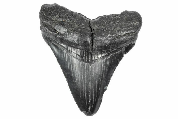 Serrated, Juvenile Megalodon Tooth - South Carolina #340502